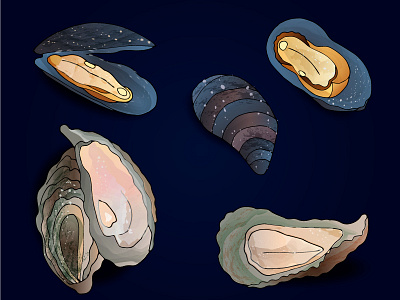 Mussels and oysters illustration mussels oysters sea food vector