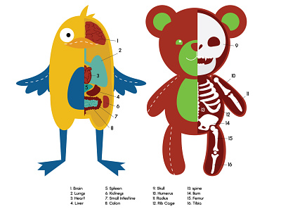 Anatomy of a plushie adobe illustrator anatomy animal art body characters design educational illustration organs plush doll plushie skeleton teddybear vector