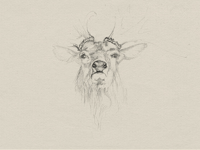 Deer sketch antler deer drawing hand drawn illustration pencil sketch wildlife