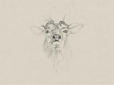 Deer sketch