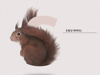 S FOR SQUIRREL animal art color design graphism illustration typography