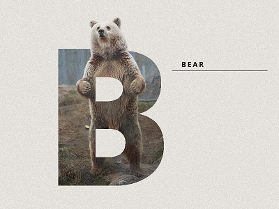 B FOR BEAR animal art color design graphism illustration typography
