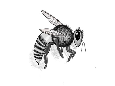 Bumbee Bee bee bumblebee illustration pro create