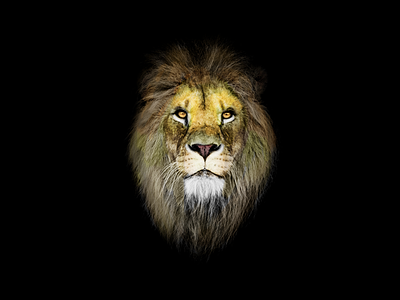 The King animal cat jungle king kings lion lion head lion king lions photoshop photoshop art photoshop brush warrior warriors