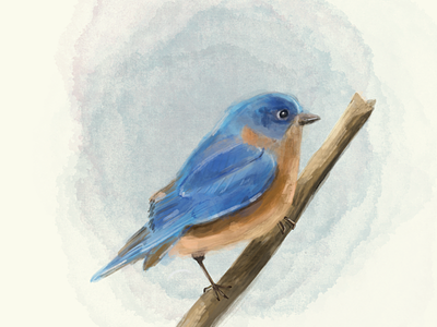 Bluebird bird birds bluebird illustration illustration art procreate wildlife wildlife art