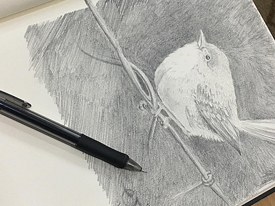 Chiriya bird drawing lahore nature organic pakistan pencil sparrow