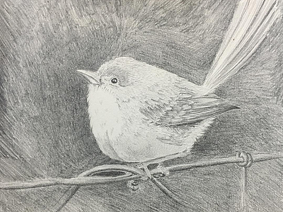 Little Birdie bird drawing lahore nature pakistan pencil sketch sparrow
