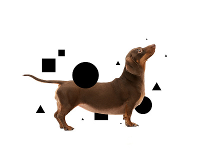 Modern Indie brand dachshund doxie