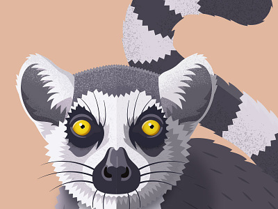 Lemur animal design illustration illustrator lemur primate ring tailed lemur vector