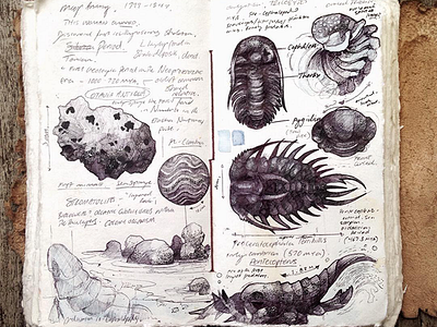 Fossil sketches #1 by Marni Walker on Dribbble