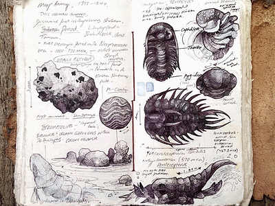 Fossil sketches #1 ballpoint drawing fossil ink journal museum ocean pencil sketch sketchbook trilobites water