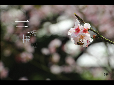 Spring Alive - Photography alex flower photography taipei 三板桥 三板橋 三芝