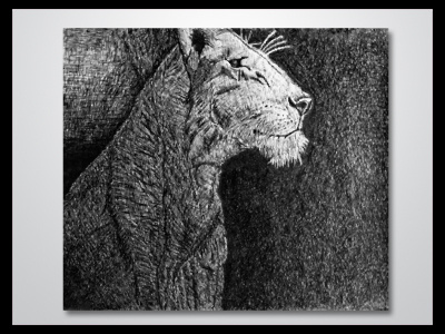 Lioness Sketch art black drawing illustration portfolio sketch