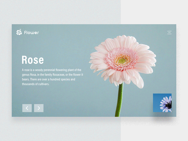 Flower header animation animation flower header lily rose slide web