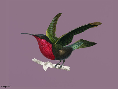 Vintage Hummingbird animal art bird design hummingbird illustration public domain vintage