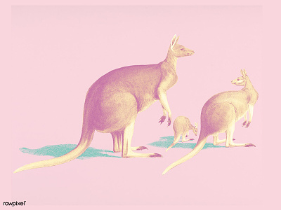 Pink Kangaroos animal art design illustration kangaroo public domain vintage