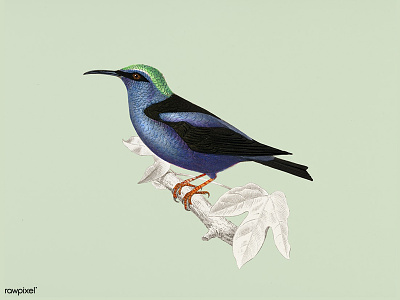 Vintage Bird animal art bird design illustration public domain vintage