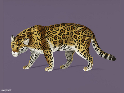 Big Cat animal art color design illustration jaguar leopard tiger vintage