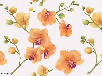 Flora Patterns: Orchid design flora floral flower graphic graphic design illustration orchid pattern pattern design vector watercolor