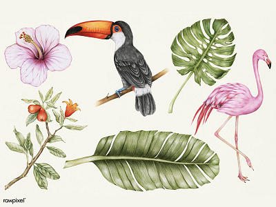 Exotic Plants and Birds