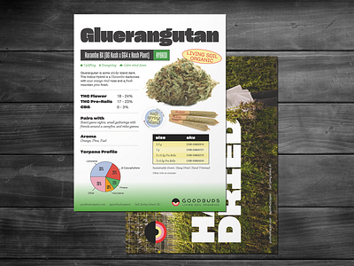 Cannabis Information Sell Sheet Design