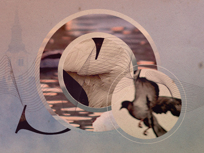 Swan and Dove calm collage digital dove photo pink purple s swan vector