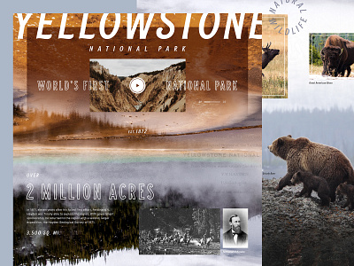 World's First National Park design national park ui ux web design yellowstone