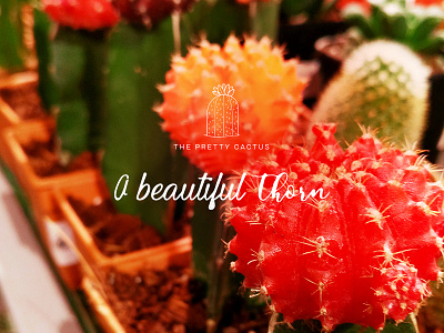 The Pretty Cactus beautiful color digital hand lettering photography illustration plants