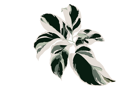 White Fushion Calathea botanical drawing botanical illustration digital illustration digital painting drawing illustration vector visual visual art