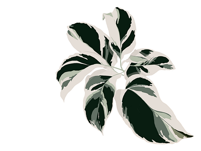 White Fushion Calathea