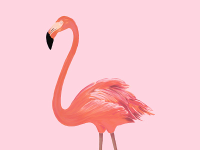 Flamingo digitalart drawing graphicdesign illustration poster
