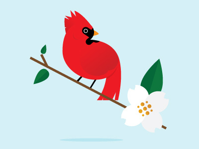 Cardinal bird cardinal dogwood northcarolina organic