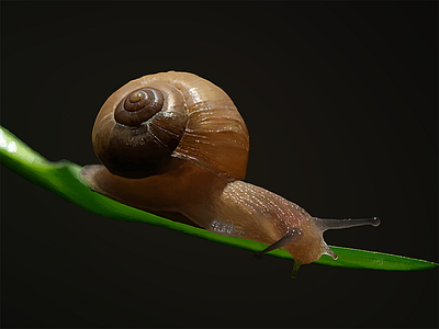 Snail digital