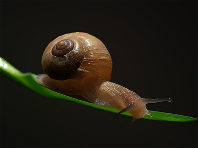 Snail