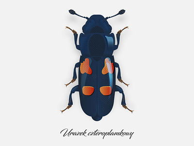 Glischrochilus quadripunctatus beetle bug illustration illustrator