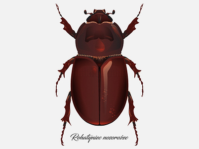 Oryctes nasicornis bug illustration illustrator vector