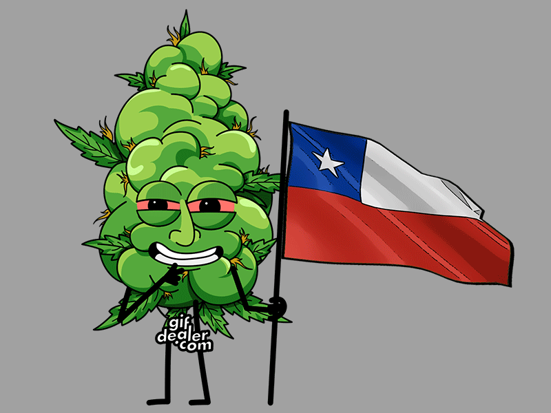Chilean bud - gifdealer.com 420 animation bud cannabis character chile chilean cogollo flag gif gifdealer hierba illustration loop marihuana marijuana motion sticker weed