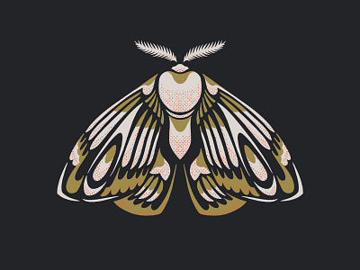 The Moth design illustration moth procreate