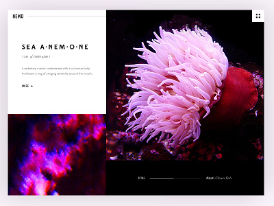 Finding Anemones clean design hero landing marine minimal ocean sea typography ux web website