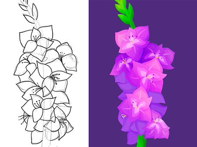 Gladiolas flower gladiolas illustration procreate sketch