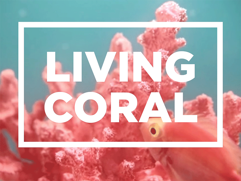 Loving Coral animation animation 2 bounce coral fish gif living coral livingcoral pantone wordmark