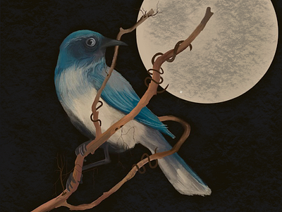 Midnight Perching animals bird fauna flora illustration moon native wildlife