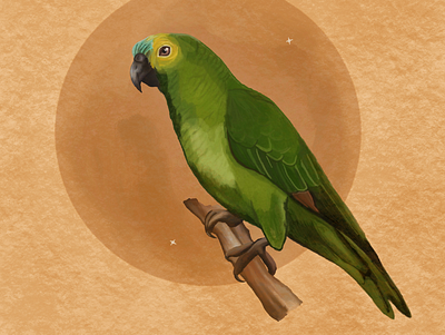 Common Green Australian Parrot animals bird fauna flora illustration moon native