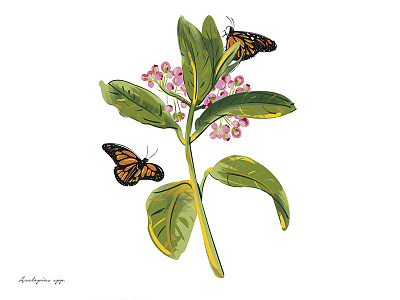Inedible Arrangements (Milkweed) butterflies butterfly floral illustration milkweed plant