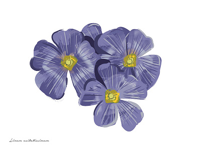Inedible Arrangements (Flax) flax floral floral illustration illustration plant purple flower