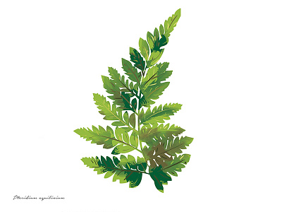 Inedible Arrangements (Fern) fern green illustration painting plant