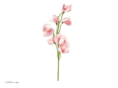 Inedible Arrangements (Sweet Pea) floral flower illustration painting plant sweet pea