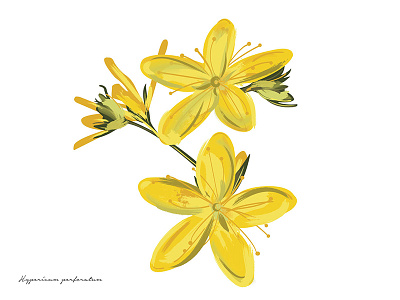 Inedible Arrangements (St John's-wort) floral flower illustration painting plant