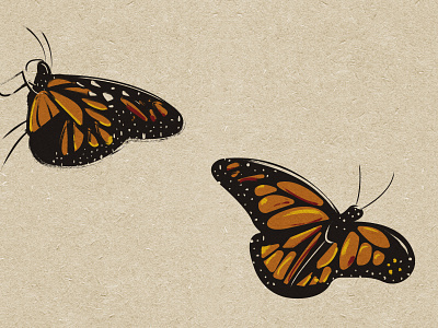 Monarch brush strokes bugs butterfly illustration monarch