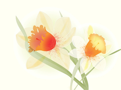 I like daffodil illustration